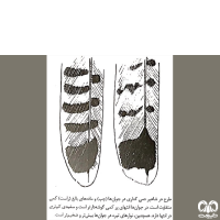 گونه دلیجه Common Kestrel